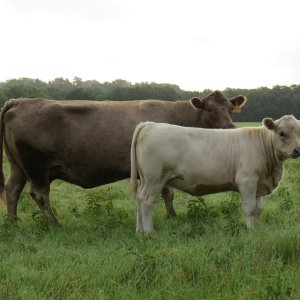 DH Corrine with 914 Heifer (10 years and 5 months).jpg