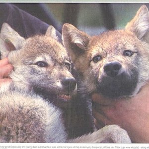 Wolf Pups RC 1998 .jpg