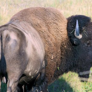 1 Bull Bison Normal  YNP.jpg