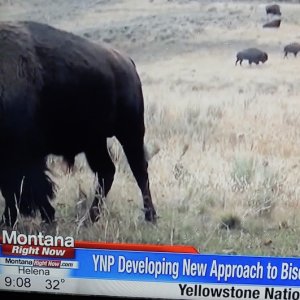 2 KPAX bull bison - scrotum is short bump - testicles ectopic.jpeg