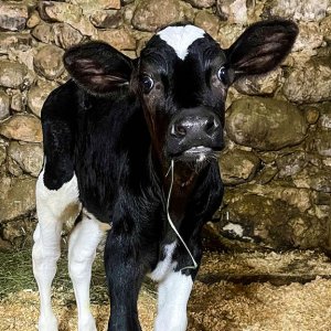 Dairy calf with underbite from Wisconsin.jpg