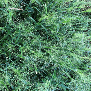 ID Grass.png