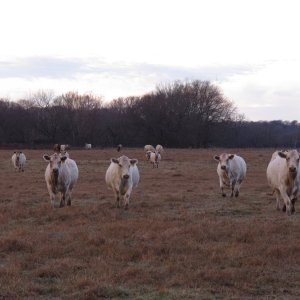 2023 Cow Herd.jpg