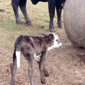 calf 1 longhorn cow, simangus.jpeg