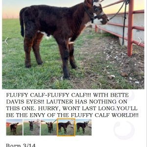 CLFLUFFYCALF.jpg