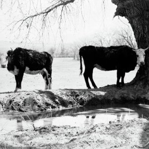 1950s-two-hereford-cattle-back-to-back-vintage-images.jpg