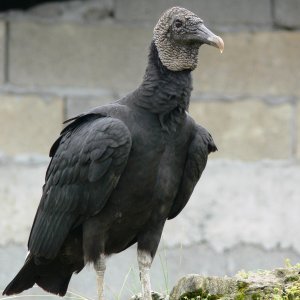 black-vulture-1amicgb.jpg