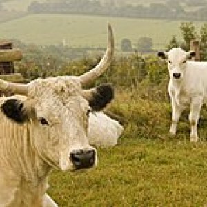 White_Park_cow_with_calf_on_Hambledon_Hill_1.jpg