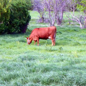 05-26-23 Pasture at last 01.jpg