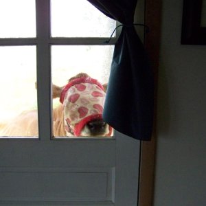 thumbnail_daphne flymask.jpg