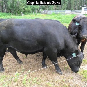 Capitalist.a.JPG