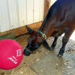 08-12-23 Joe and the ball 01.JPG