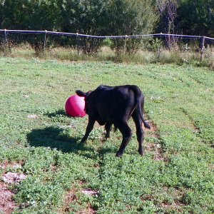 08-12-23 Joe and the ball 05.JPG