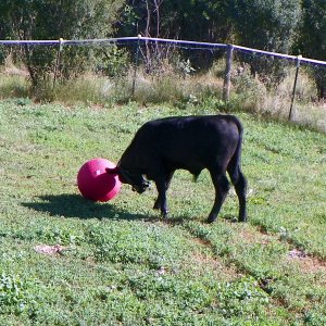 08-12-23 Joe and the ball 08.JPG