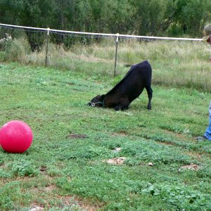 08-12-23 Joe and the ball 12.JPG